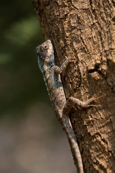 스티드 도마뱀 Blue Crested Lizard 남아시아 동남아시아에서 도마뱀이다 — 스톡 사진