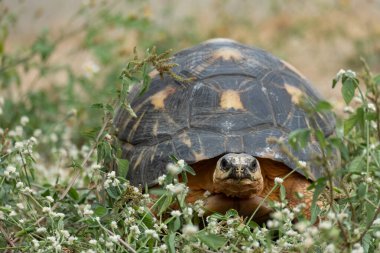 Sulcata kaplumbağası otçuldur. Öncelikle, diyetleri birçok çeşit ottan oluşur.