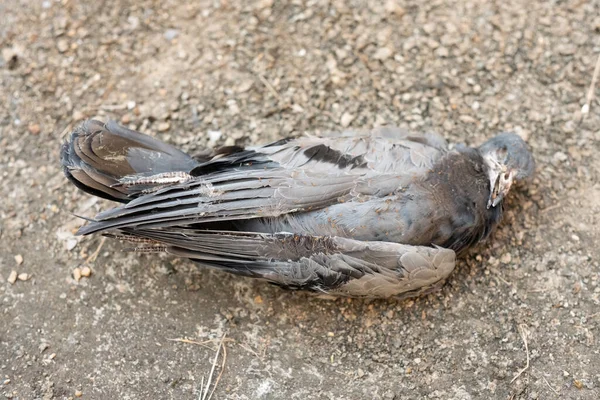 Carcasse Sèche Pigeon — Photo
