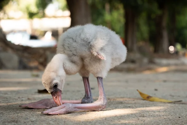 Actually Flamingos Pink Born Grey Feathers Which Gradually Turn Pink Stock Photo