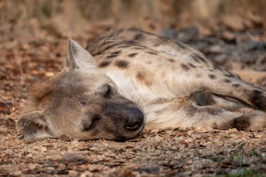 Sırtlan, Afrika 'nın en yaygın etoburudur..