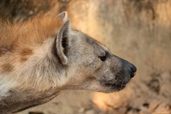 Iena Africana Più Comune Grande Carnivoro — Foto Stock