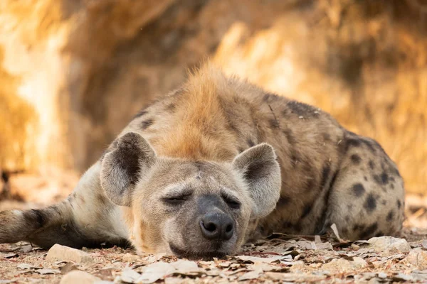 Hyène Est Afrique Commune Des Grands Carnivores — Photo