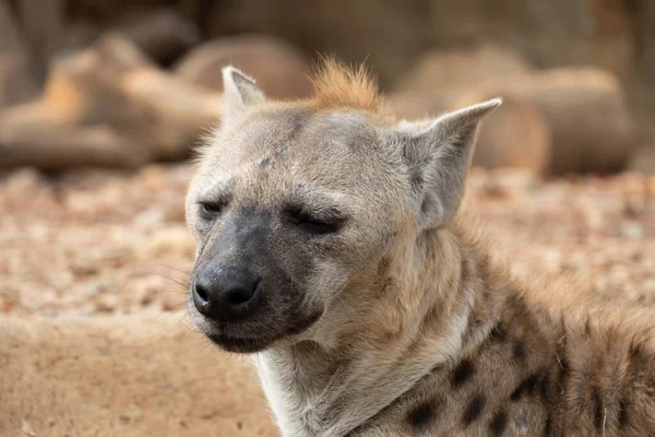 Hiena Africana Más Común Carnívoro Grande — Foto de Stock