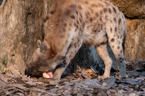 Hyène Est Afrique Commune Des Grands Carnivores — Photo