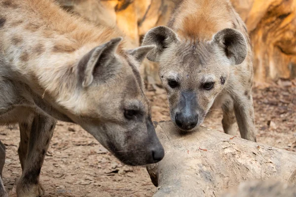 Hiena Jest Afrykańskim Najczęstszym Dużym Mięsożercą — Zdjęcie stockowe