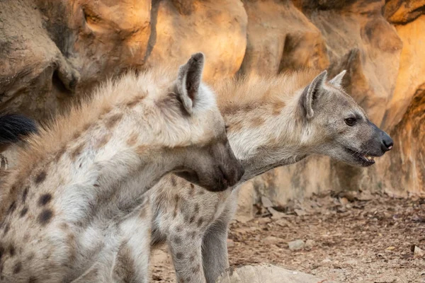 Hiena Africas Carnívoro Grande Mais Comum — Fotografia de Stock