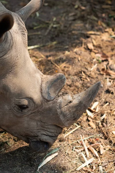 Witte Neushoorn Leeft Afrika Lange Korte Grassavannes — Stockfoto