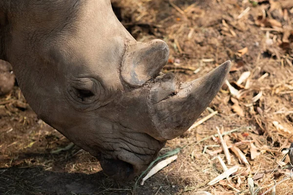 Witte Neushoorn Leeft Afrika Lange Korte Grassavannes — Stockfoto