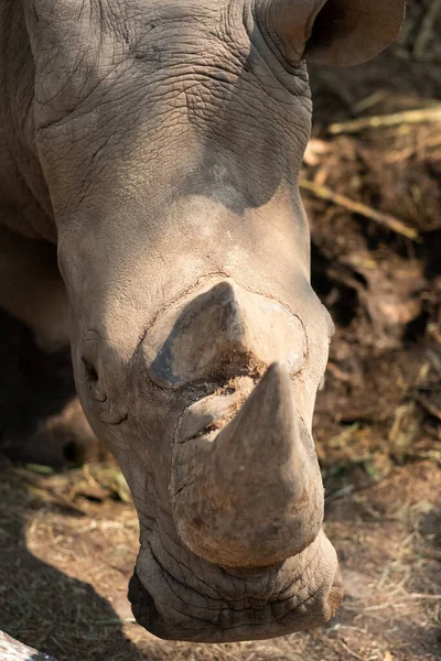 Rinoceronte Bianco Vive Africa Savane Lunghe Corte — Foto Stock