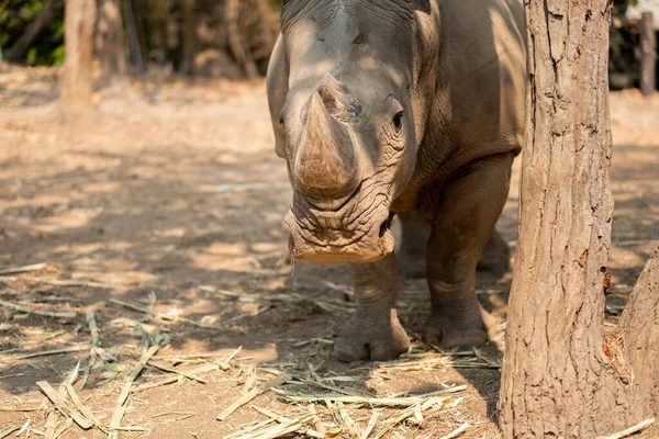 Rinoceronte Blanco Vive África Sabanas Hierba Larga Corta — Foto de Stock