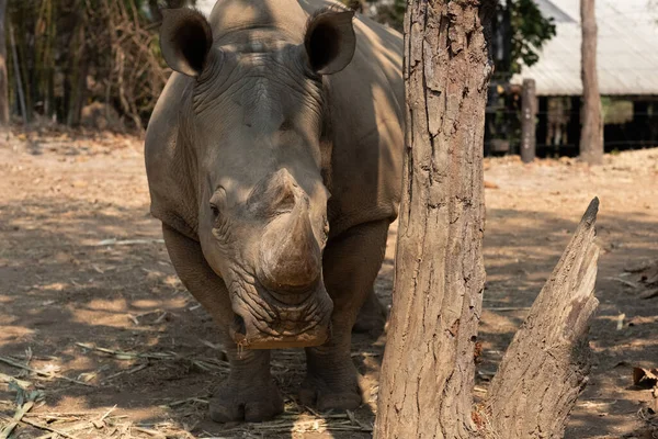 Witte Neushoorn Leeft Afrika Lange Korte Grassavannes — Stockfoto