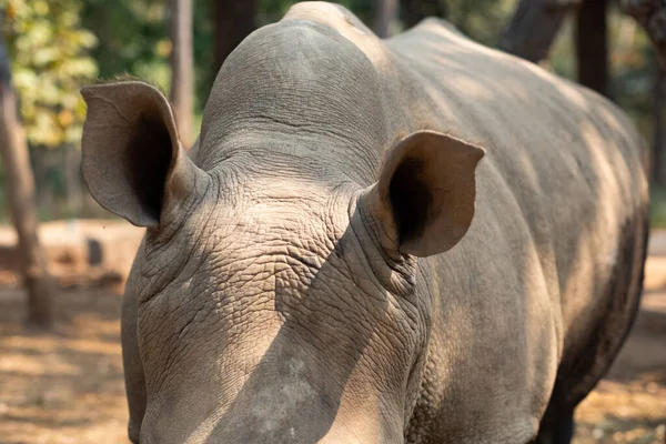 Rhinocéros Blanc Vit Afrique Dans Les Savanes Herbes Longues Courtes — Photo