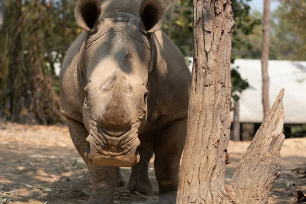 Rinoceronte Blanco Vive África Sabanas Hierba Larga Corta — Foto de Stock