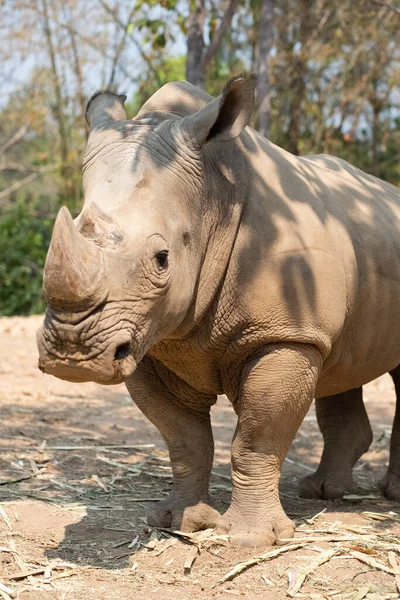 Rhinocéros Blanc Vit Afrique Dans Les Savanes Herbes Longues Courtes — Photo