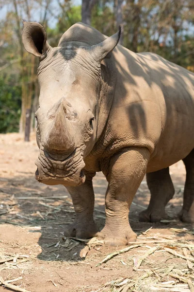 Rinoceronte Blanco Vive África Sabanas Hierba Larga Corta — Foto de Stock