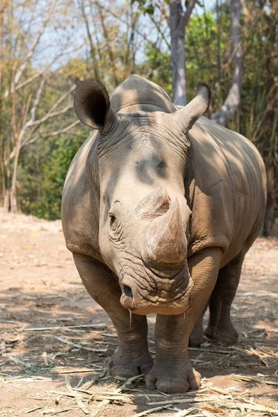 Rinoceronte Blanco Vive África Sabanas Hierba Larga Corta —  Fotos de Stock