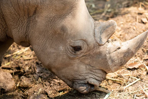 White Rhino Lives Africa Long Short Grass Savannahs — Stock Photo, Image