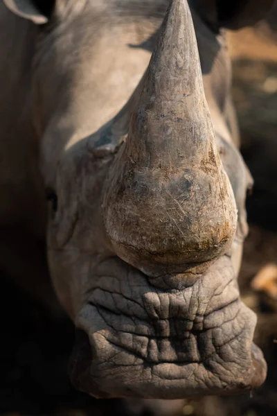 Bílý Nosorožec Žije Africe Dlouhé Krátké Trávě Savannahs — Stock fotografie
