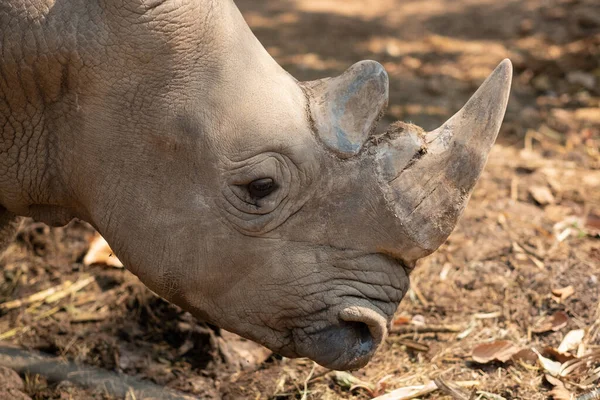 Witte Neushoorn Leeft Afrika Lange Korte Grassavannes — Stockfoto