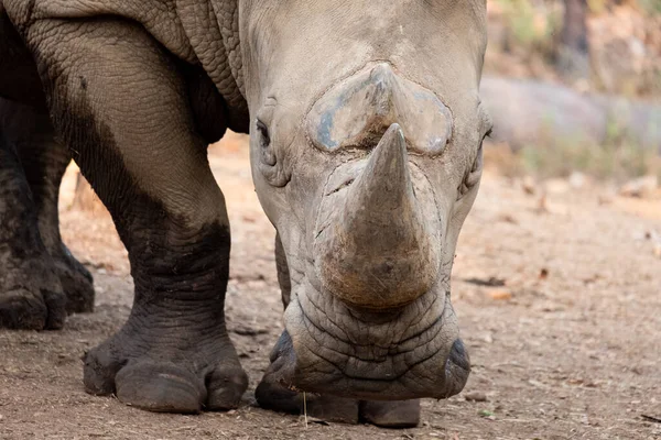 Witte Neushoorn Leeft Afrika Lange Korte Grassavannes — Stockfoto