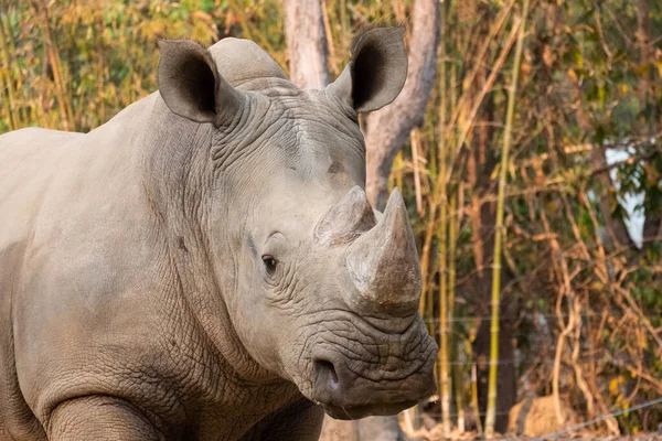 Witte Neushoorn Leeft Afrika Lange Korte Grassavannes — Stockfoto