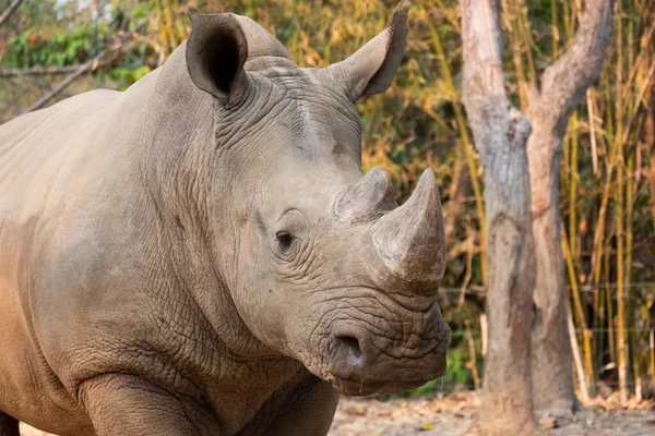 Rinoceronte Blanco Vive África Sabanas Hierba Larga Corta — Foto de Stock