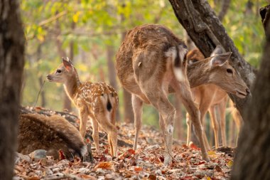 sika geyiği olgunluğa ulaşma üzerine onun noktalar kaybetmek değil birkaç geyik türlerinden biridir.