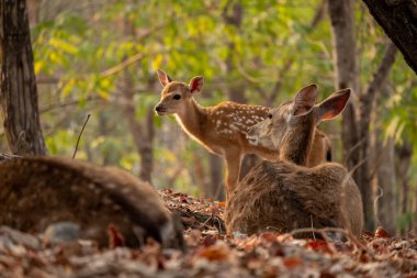 sika geyiği olgunluğa ulaşma üzerine onun noktalar kaybetmek değil birkaç geyik türlerinden biridir.