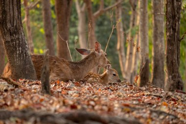 sika geyiği olgunluğa ulaşma üzerine onun noktalar kaybetmek değil birkaç geyik türlerinden biridir.