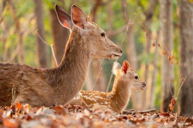 sika geyiği olgunluğa ulaşma üzerine onun noktalar kaybetmek değil birkaç geyik türlerinden biridir.