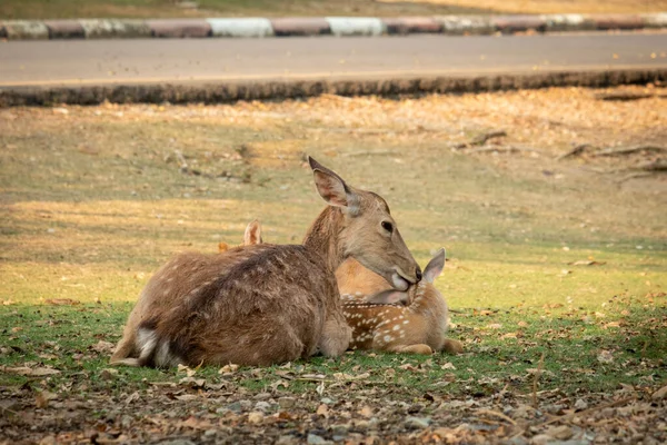 Sika Deer One Few Deer Species Does Lose Its Spots — Stock Photo, Image