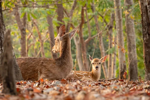 Sika Deer One Few Deer Species Does Lose Its Spots — Stock Photo, Image