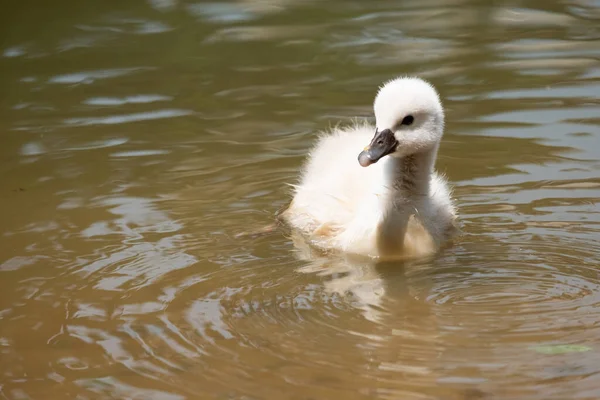 Swan Cub Tränar Livskunskap Och Överlever — Stockfoto