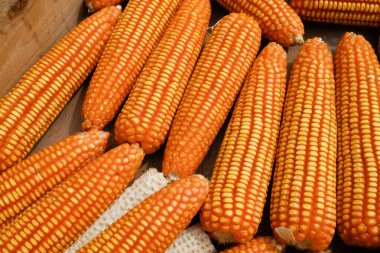 Çiftlik hayvanları için mısır yetiştirilmesinden elde edilen kalite