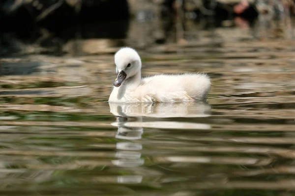 Swan Cub Tränar Livskunskap Och Överlever — Stockfoto