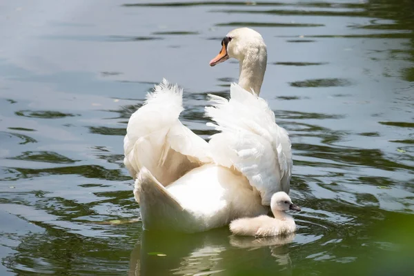 Cisne Bebé Nadando Juntos — Foto de Stock