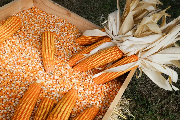 Produtos Qualidade Cultivo Milho Para Gado — Fotografia de Stock