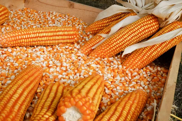 Állatállomány Számára Termesztett Kukoricából Származó Minőségi Termékek — Stock Fotó