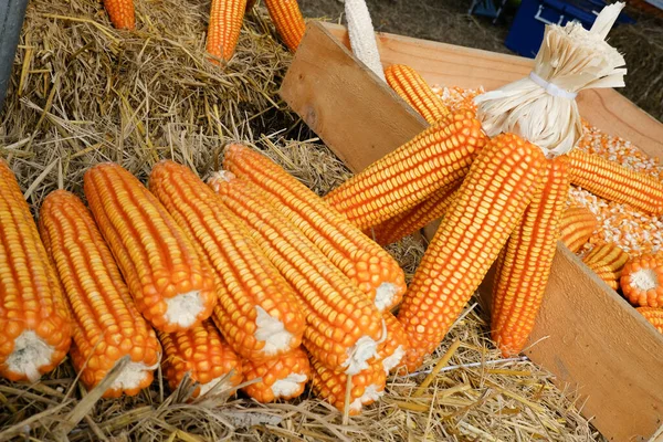 Produtos Qualidade Cultivo Milho Para Gado — Fotografia de Stock