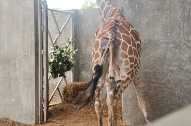 Yavru zürafa karada doğum yapıyor. Zürafanın doğumunun son saatlerindeki aşaması.