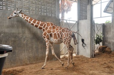 Yavru zürafa karada doğum yapıyor. Zürafanın doğumunun son saatlerindeki aşaması.