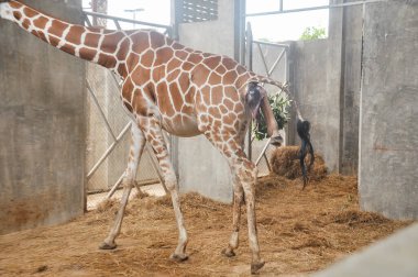 Yavru zürafa karada doğum yapıyor. Zürafanın doğumunun son saatlerindeki aşaması.