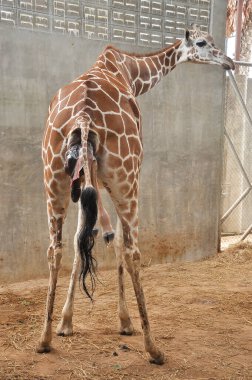 Yavru zürafa karada doğum yapıyor. Zürafanın doğumunun son saatlerindeki aşaması.
