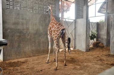 Yavru zürafa karada doğum yapıyor. Zürafanın doğumunun son saatlerindeki aşaması.