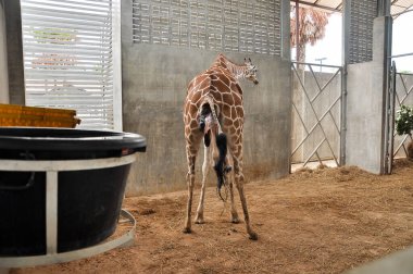 Yavru zürafa karada doğum yapıyor. Zürafanın doğumunun son saatlerindeki aşaması.