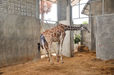 Yavru zürafa karada doğum yapıyor. Zürafanın doğumunun son saatlerindeki aşaması.