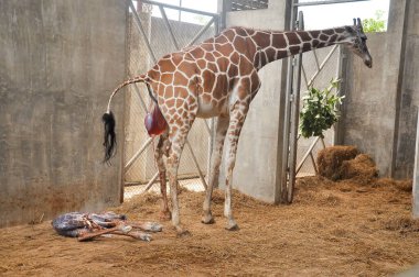 Yavru zürafa karada doğum yapıyor. Zürafanın doğumunun son saatlerindeki aşaması.