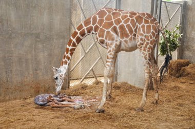 Yavru zürafa karada doğum yapıyor. Zürafanın doğumunun son saatlerindeki aşaması.