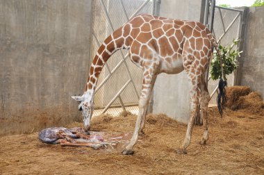 Yavru zürafa karada doğum yapıyor. Zürafanın doğumunun son saatlerindeki aşaması.